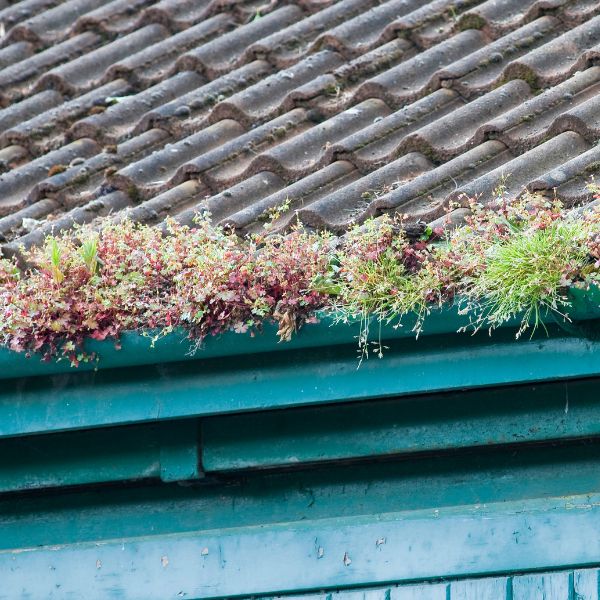 Clogged gutters filled with plants and debris before professional gutter cleaning by Sydney Gutter Guys Clogged gutters filled with plants and debris before professional gutter cleaning by Sydney Gutter Guys