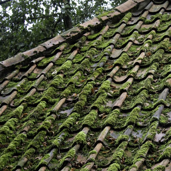 Roof covered in heavy moss before professional roof cleaning by Sydney Gutter Guys Roof covered in heavy moss before professional roof cleaning by Sydney Gutter Guys